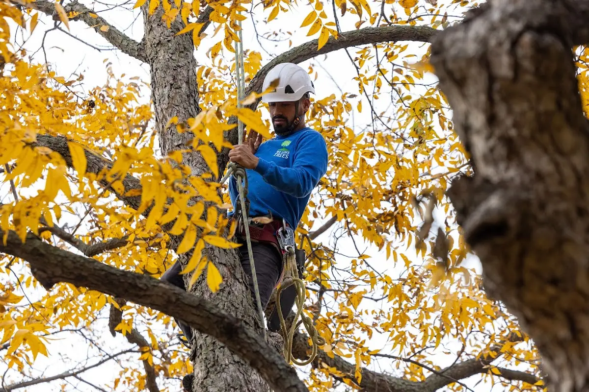 Skilled Tree Planing crew working in Milford